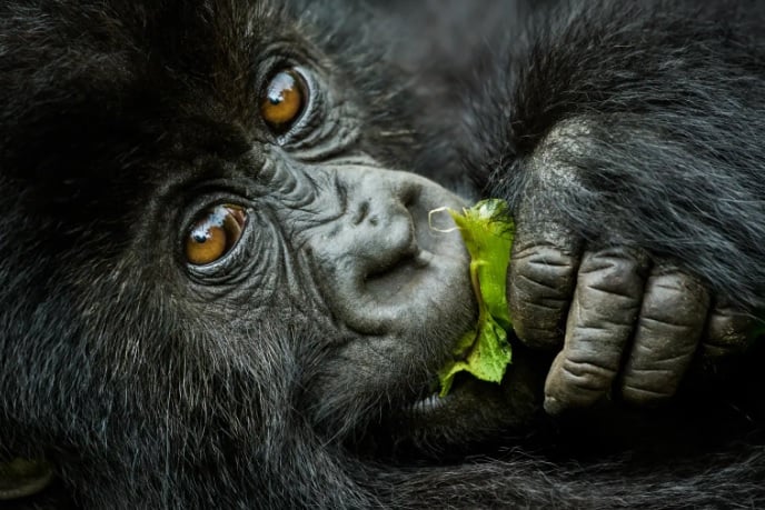 9 Day Uganda Chimpanzee And Gorilla Photography Safari